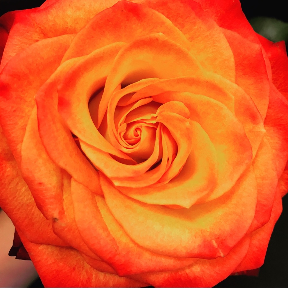 Meet your Posher, Becky